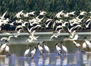 kumarakam