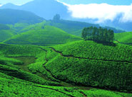 munnar