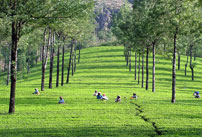 munnar