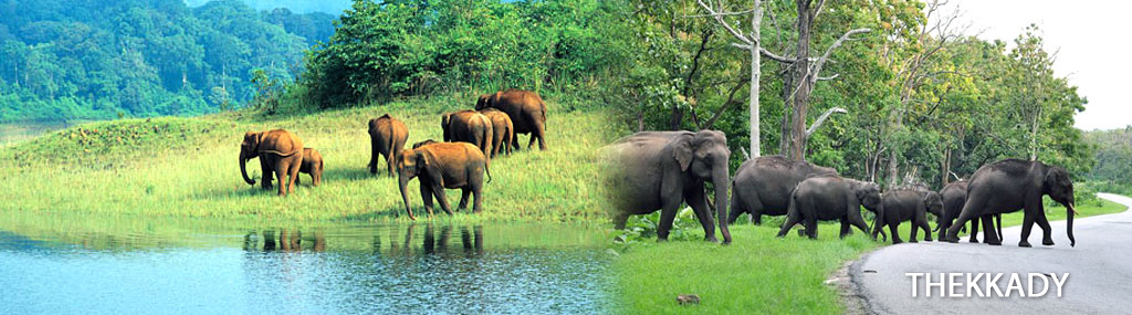 thekaddywildlife