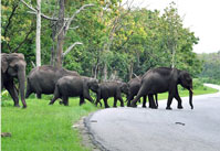 thekkady