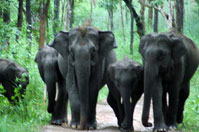 wayanad